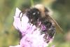 Bombus sp.